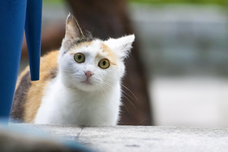 Calico Cat Looking — White