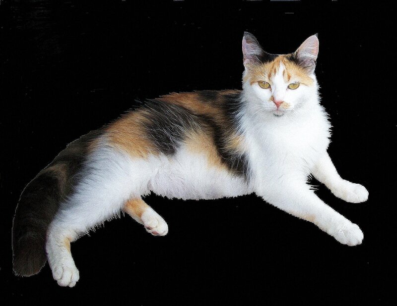 calico cat lying down