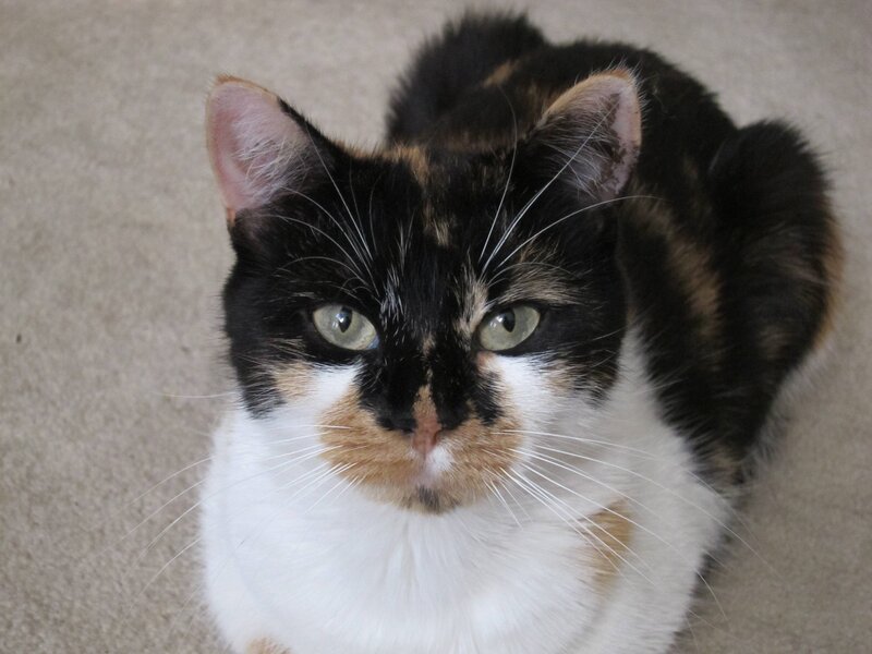 Calico Cat Lying Down — Black, Calm, Photograph, Carpet
