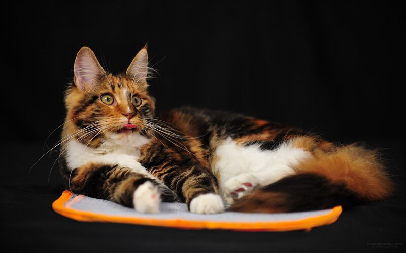 Calico Cat Lying Down — Black, Calm
