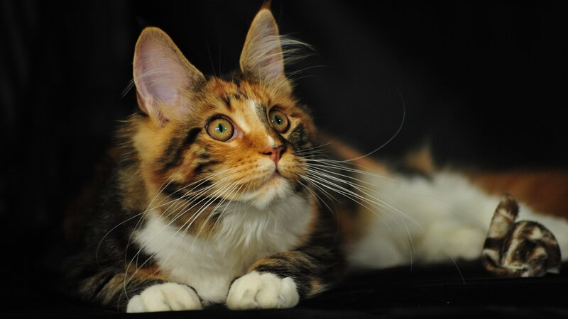 Calico Cat Lying Down — Black, Curious, Photograph