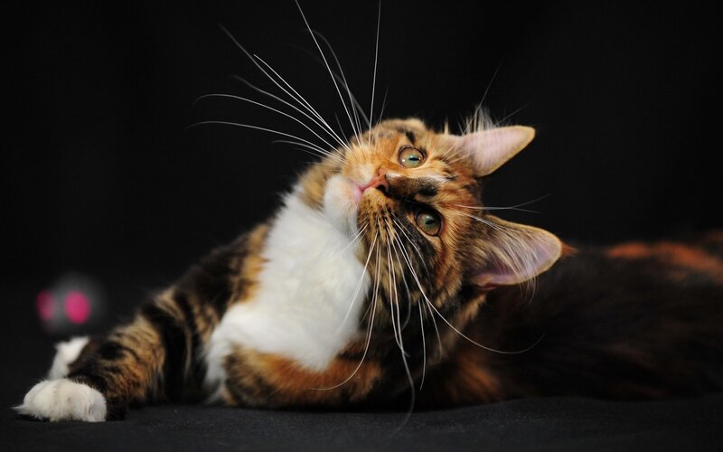 Calico Cat Lying Down — Black, Curious, Photograph, Whiskers
