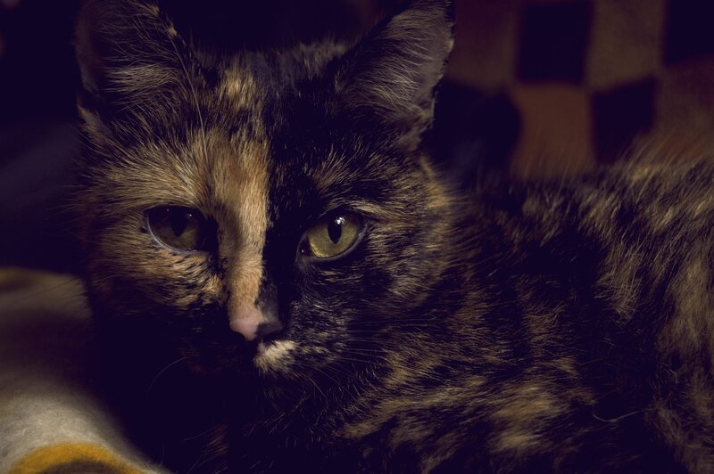 Calico Cat Lying Down — Black, Dark