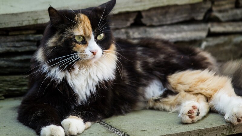 Calico Cat Lying Down — Black, Relaxed, Afternoon, Photograph
