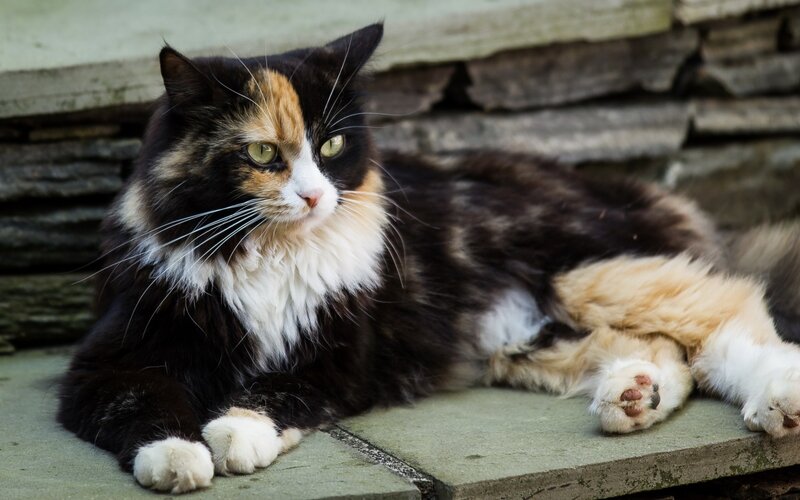 Calico Cat Lying Down — Black, Relaxed, Afternoon