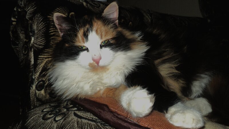 Calico Cat Lying Down — Black, Relaxed, Night