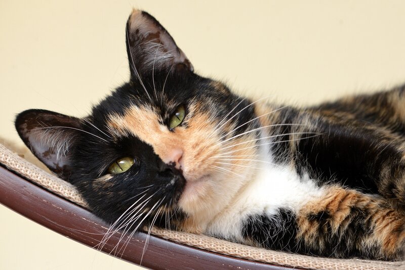 Calico Cat Lying Down — Black, Relaxed, Photograph