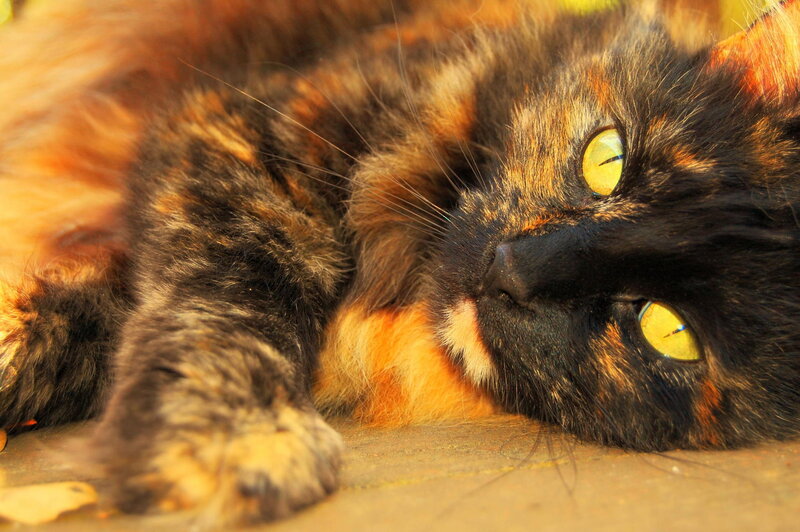 Calico Cat Lying Down — Black, Relaxed, Sunset