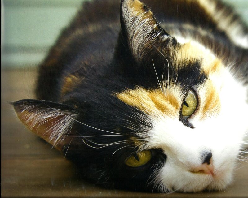 Calico Cat Lying Down — Black, Relaxed
