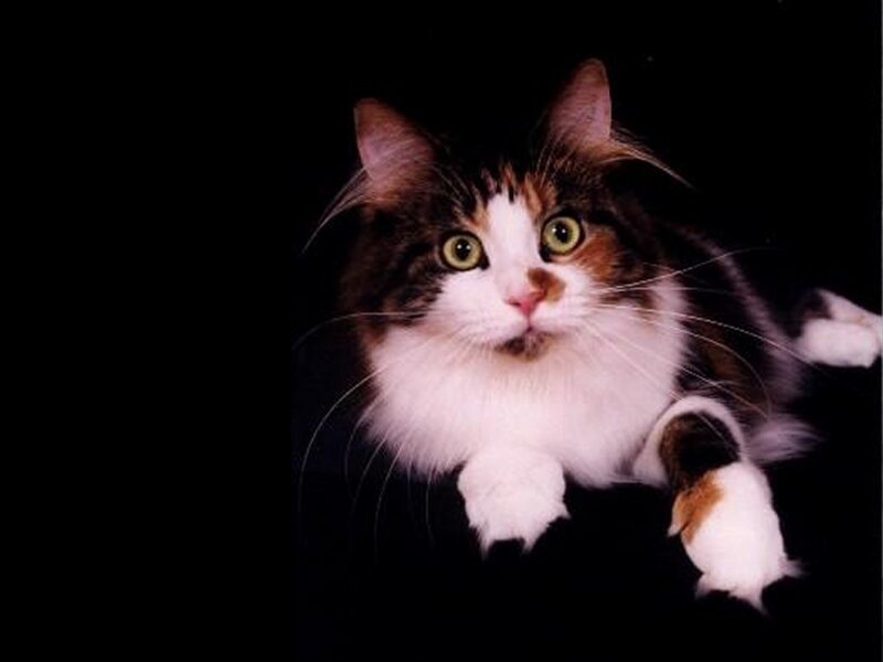 Calico Cat Lying Down — Black