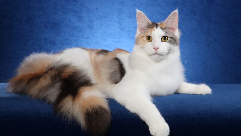 Calico Cat Lying Down — Blue, Calm, Photograph