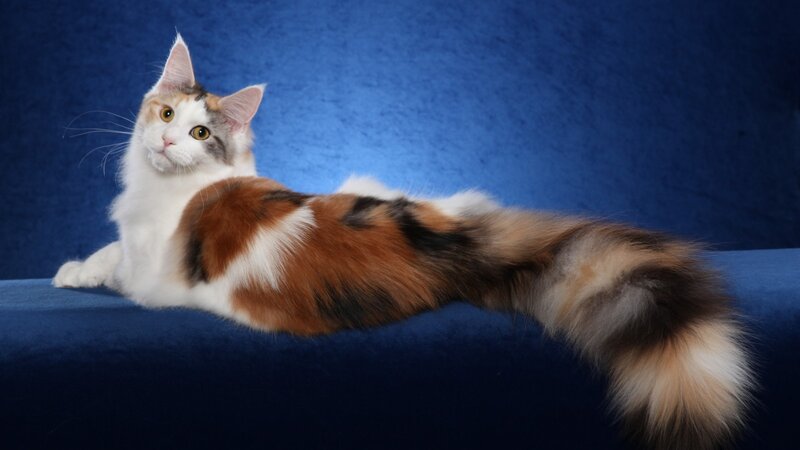 Calico Cat Lying Down — Blue, Calm