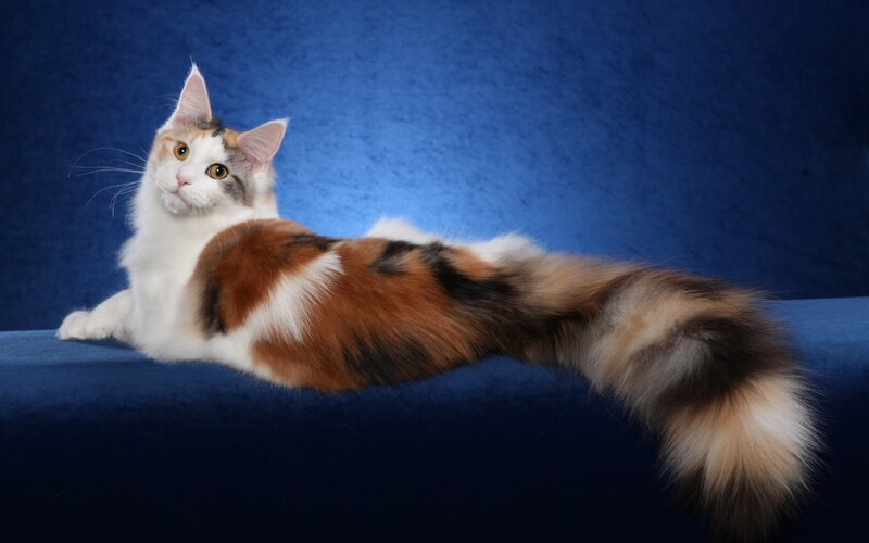 Calico Cat Lying Down — Blue