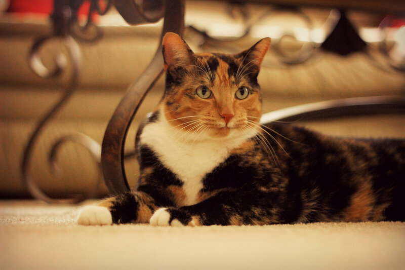 Calico Cat Lying Down — Brown, Calm, Photograph, Carpet