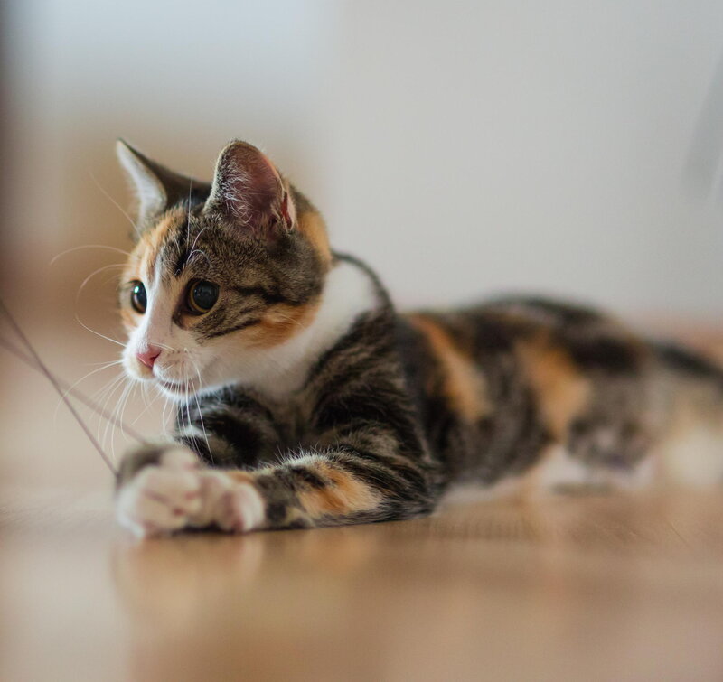 Calico Cat Lying Down — Brown, Calm, Photograph, Floor