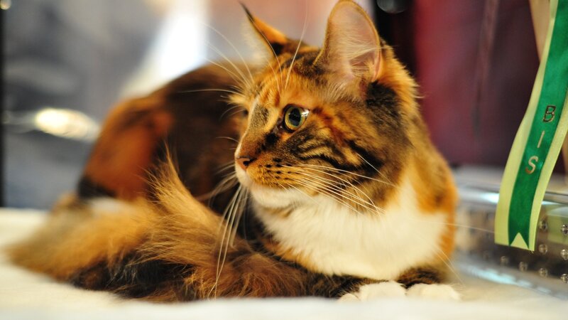 Calico Cat Lying Down — Brown, Calm, Photograph, Green Ribbon