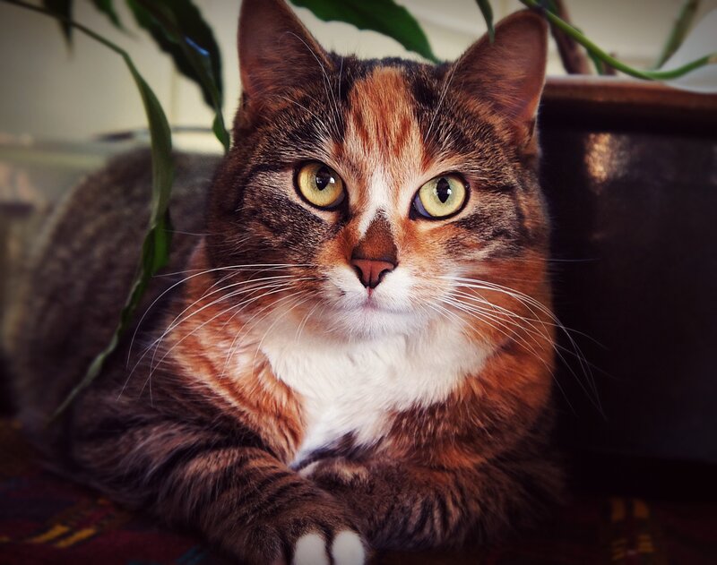 Calico Cat Lying Down — Brown, Calm, Photograph, Plant