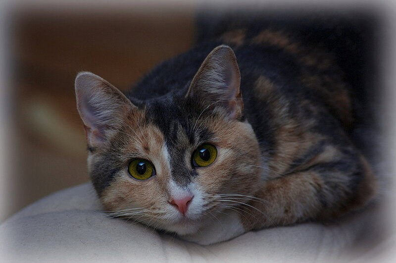 Calico Cat Lying Down — Brown, Calm, Photograph