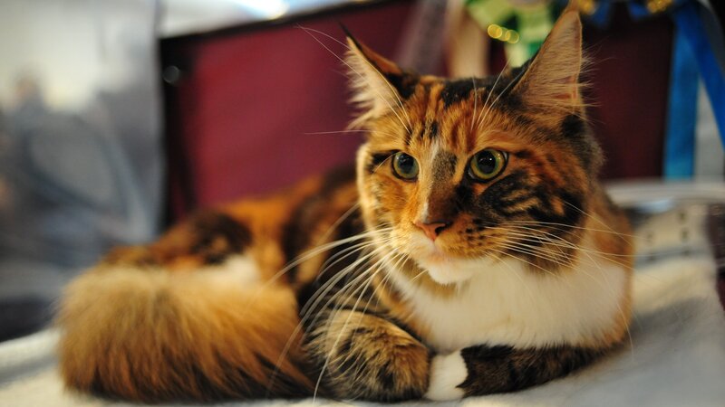 Calico Cat Lying Down — Brown, Calm, Photograph, Whiskers