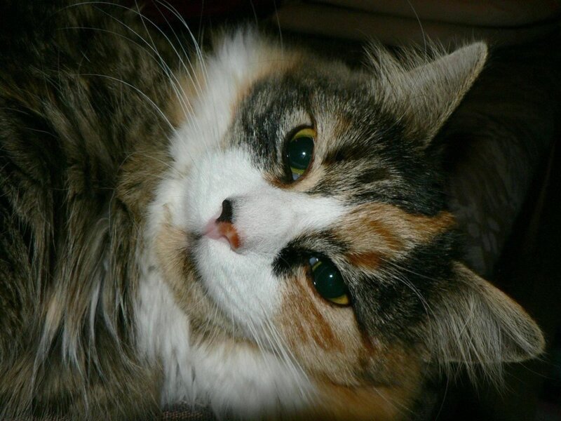 Calico Cat Lying Down — Brown, Calm