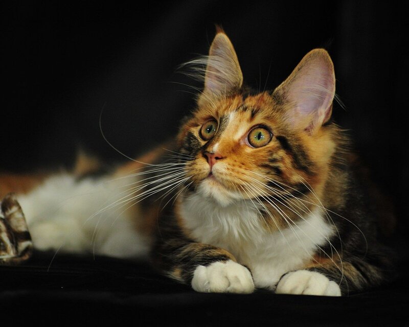 Calico Cat Lying Down — Brown, Curious, Photograph