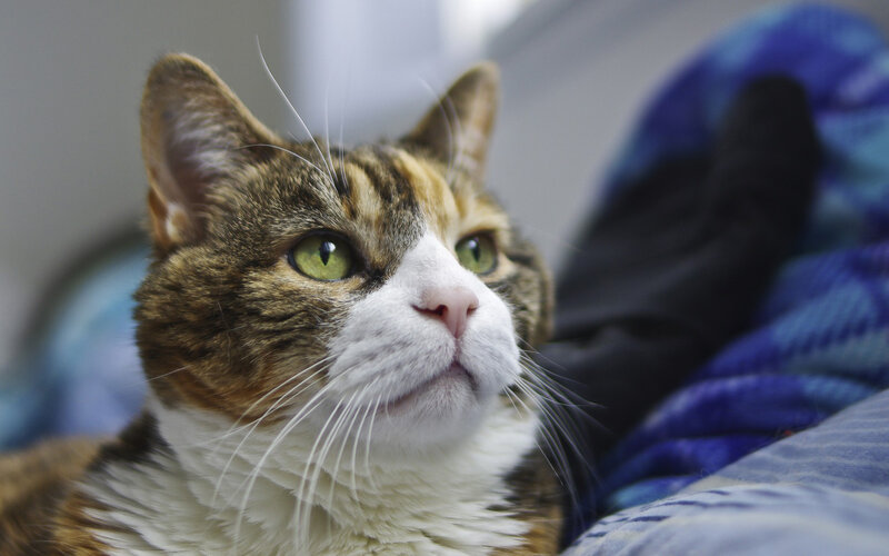 Calico Cat Lying Down — Brown, Curious