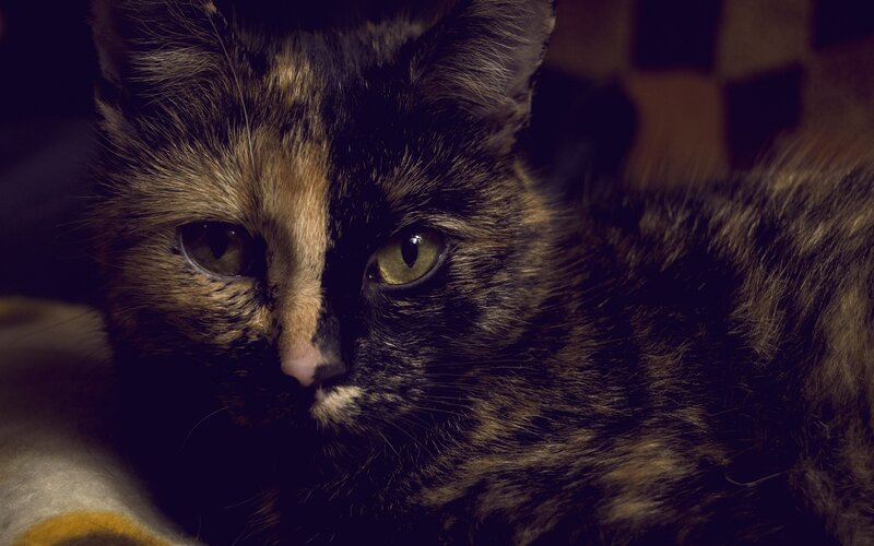 Calico Cat Lying Down — Brown, Dark