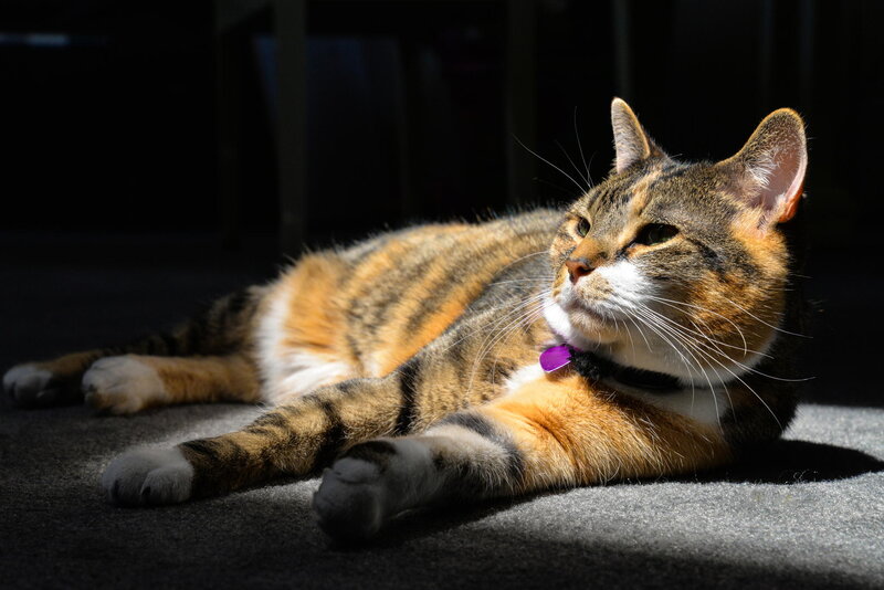 Calico Cat Lying Down — Brown, Dramatic, Afternoon