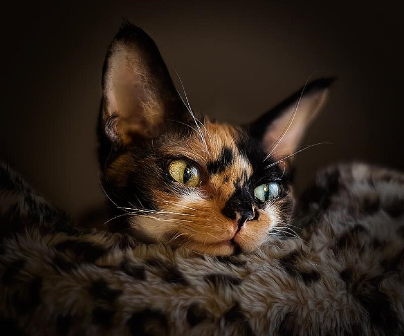 Calico Cat Lying Down — Brown, Dramatic