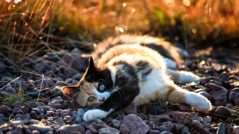 Calico Cat Lying Down — Brown, Peaceful