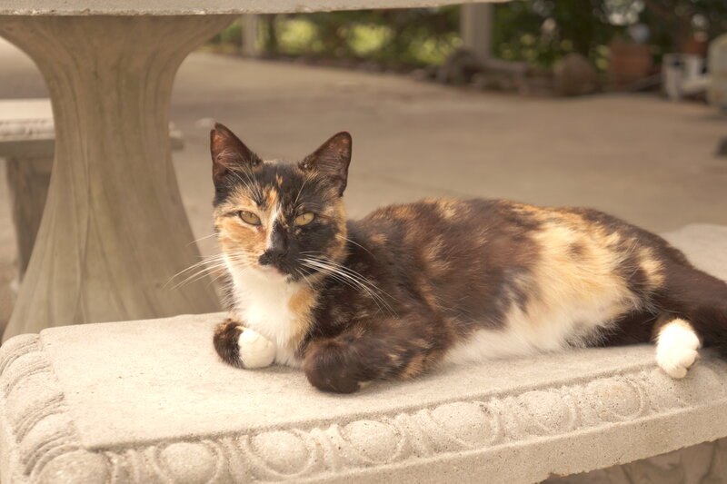 Calico Cat Lying Down — Brown, Relaxed, Afternoon, Photograph, Stone Bench