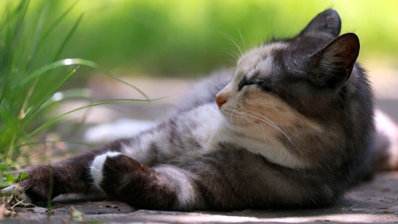 Calico Cat Lying Down — Brown, Relaxed, Afternoon, Photograph