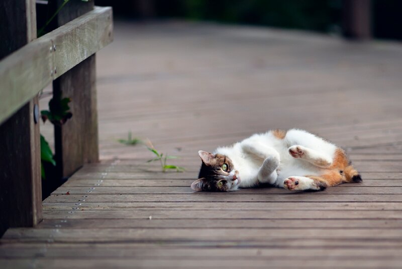Calico Cat Lying Down — Brown, Relaxed, Afternoon