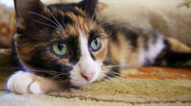 Calico Cat Lying Down — Brown, Relaxed, Photograph, Carpet