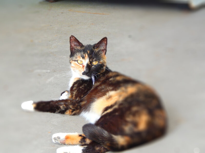 Calico Cat Lying Down — Brown, Relaxed, Photograph, Concrete Floor