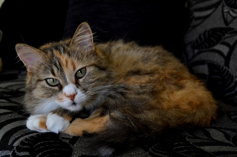 Calico Cat Lying Down — Brown, Relaxed, Photograph, Couch