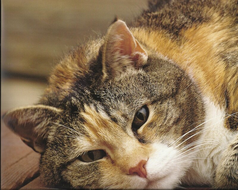 Calico Cat Lying Down — Brown, Relaxed, Photograph