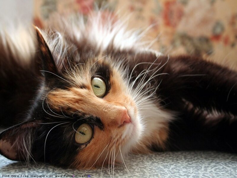 Calico Cat Lying Down — Brown, Relaxed, Photograph, Whiskers