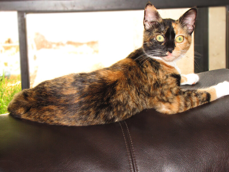 Calico Cat Lying Down — Brown, Relaxed