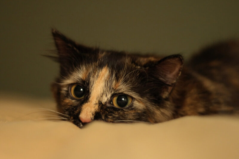 Calico Cat Lying Down — Brown