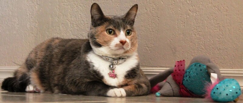 Calico Cat Lying Down — Gray, Calm