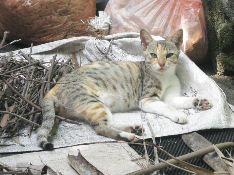 Calico Cat Lying Down — Gray