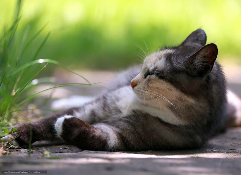 Calico Cat Lying Down — Green