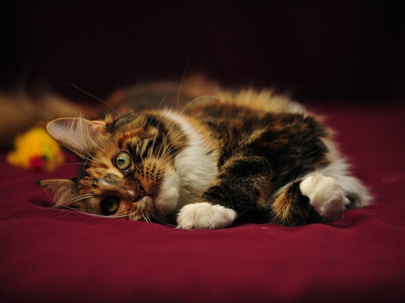 Calico Cat Lying Down — Maroon, Relaxed