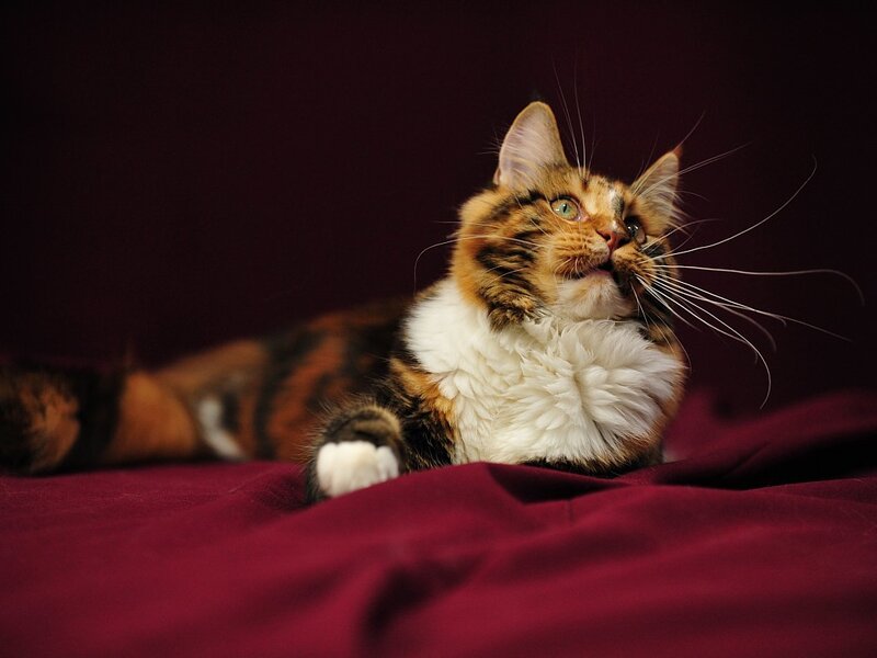 Calico Cat Lying Down — Maroon