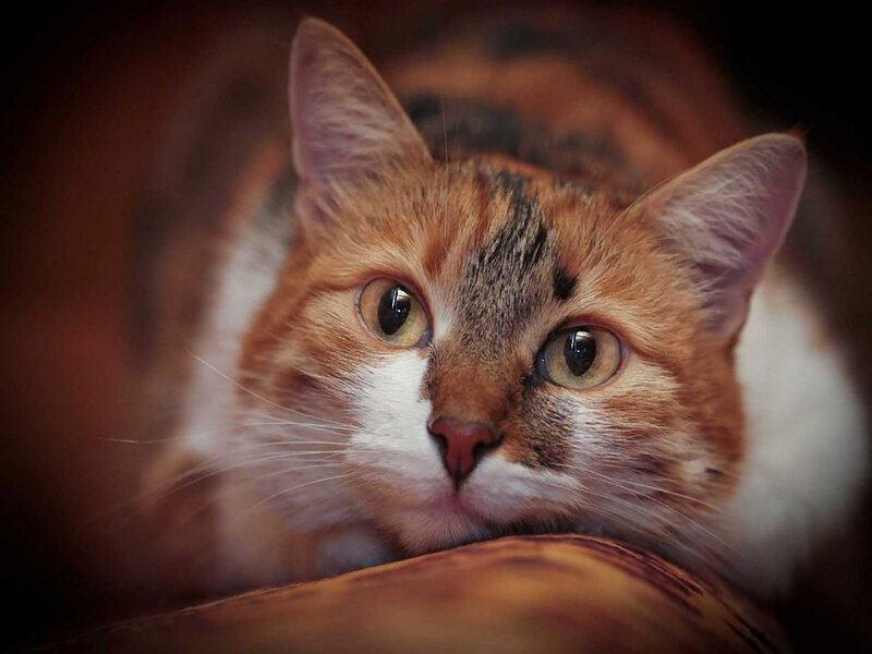 Calico Cat Lying Down — Orange, Calm, Photograph