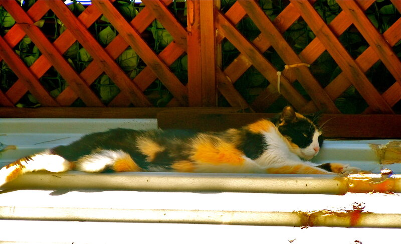 Calico Cat Lying Down — Orange, Relaxed