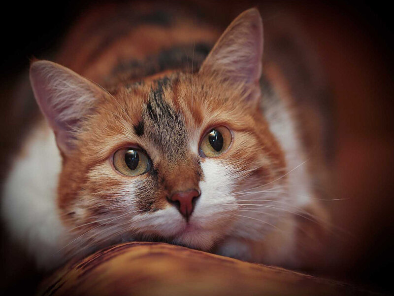 Calico Cat Lying Down — Orange