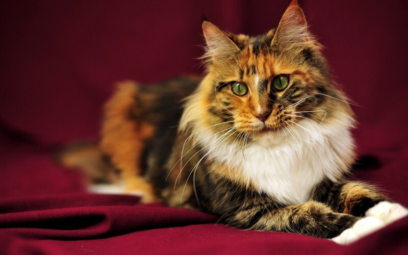 Calico Cat Lying Down — Red