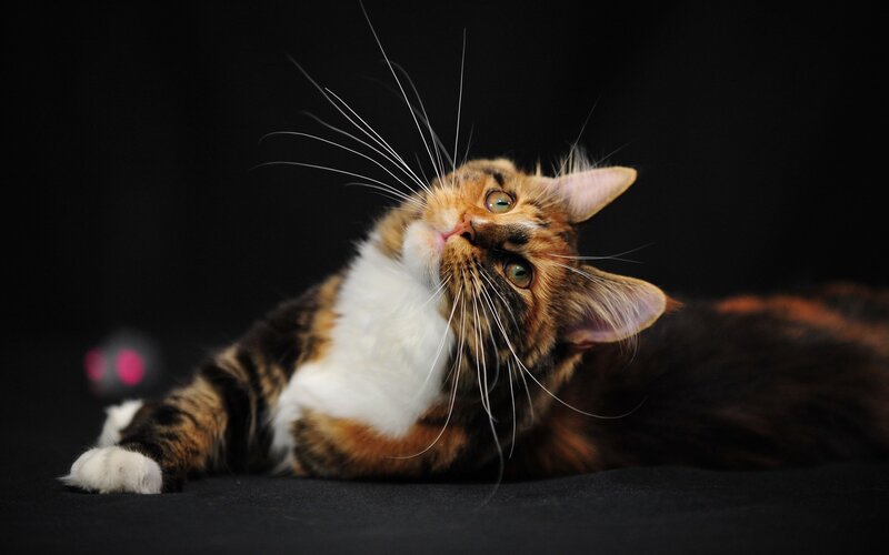 calico cat lying down